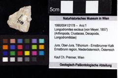 Foto (Objket + Etiketten) von Longodromites excisus (von Meyer, 1857) 